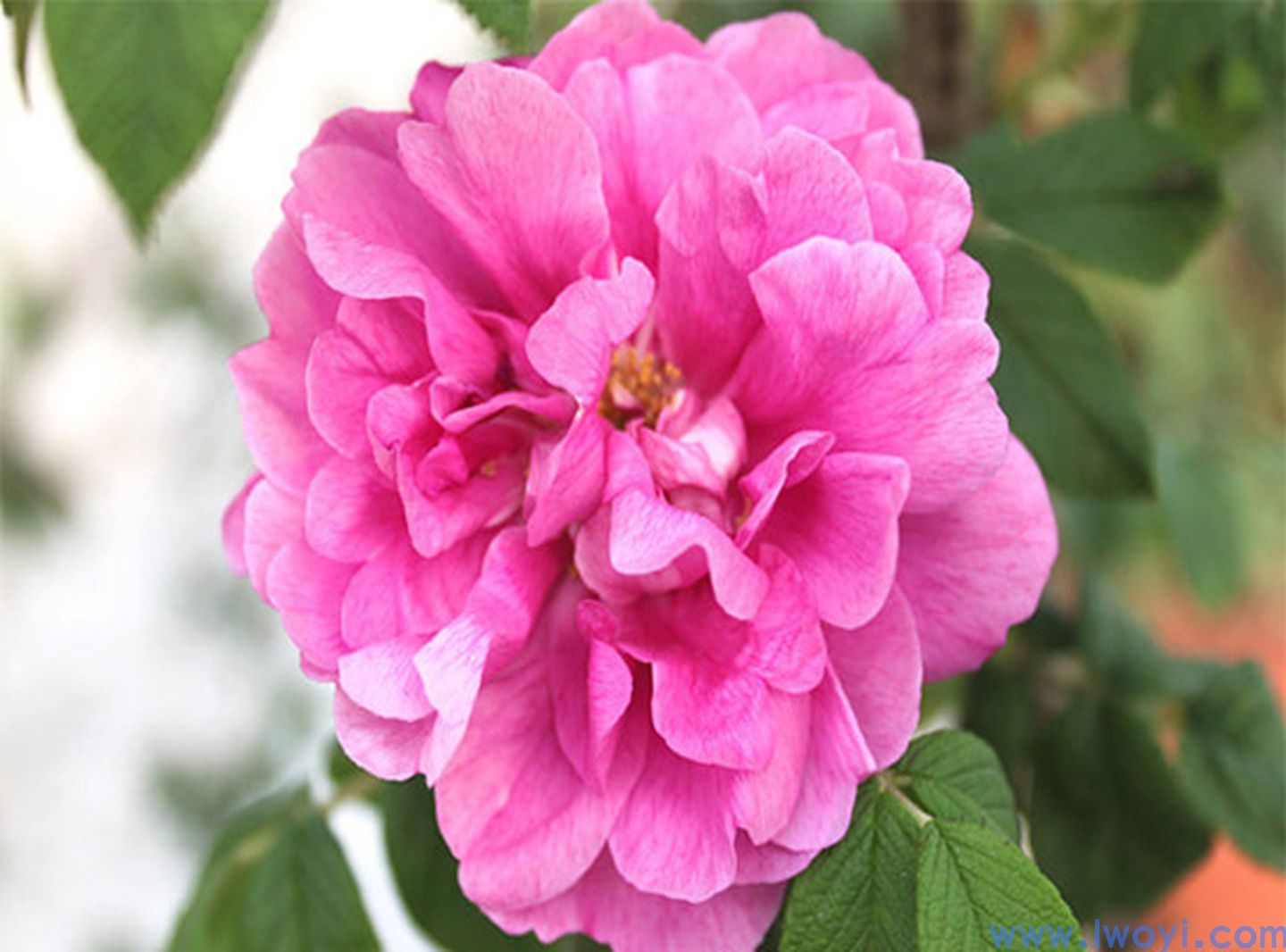 大马士革玫瑰 大马士革玫瑰